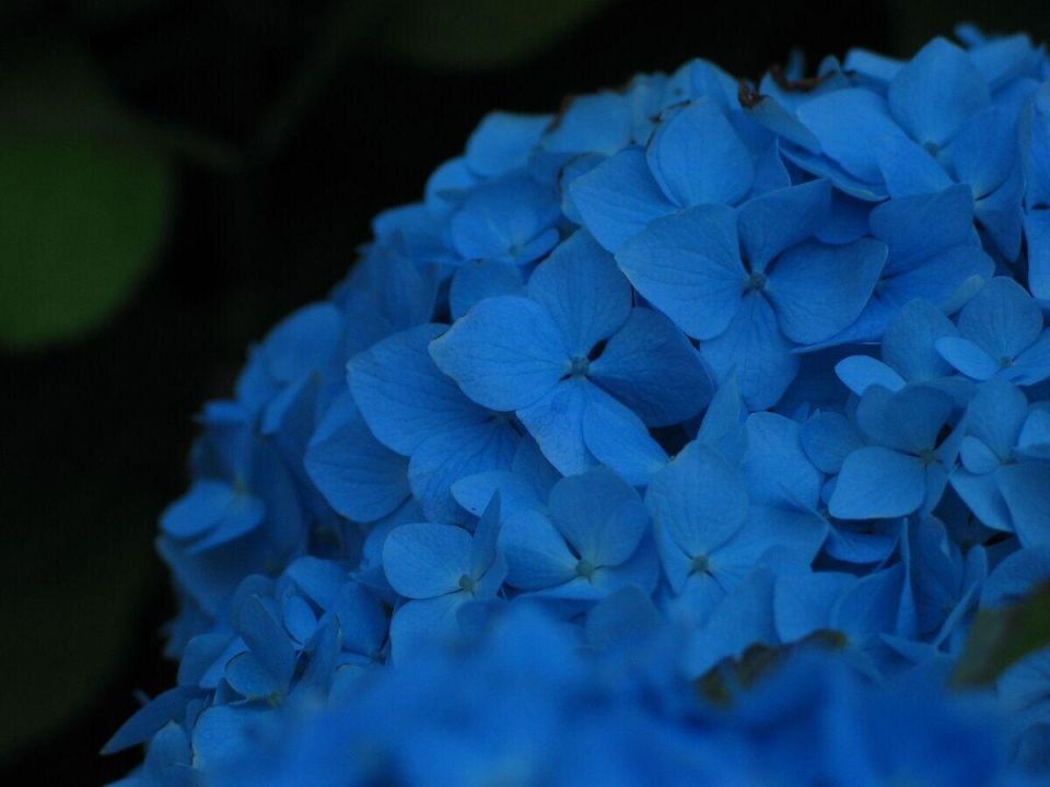 Как добиться богатого цветения гортензий: советы для летнего ухода