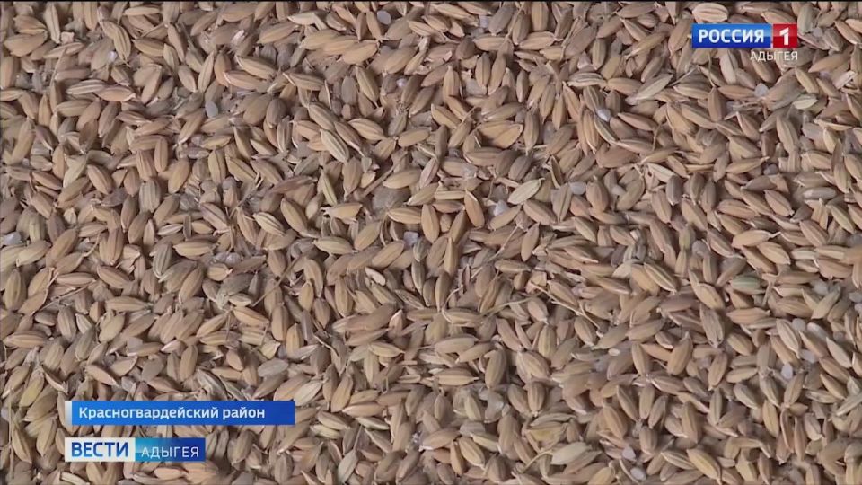 По информации Минсельхоза РА, уборка риса в республике завершается с хорошими показателями, но не без трудностей