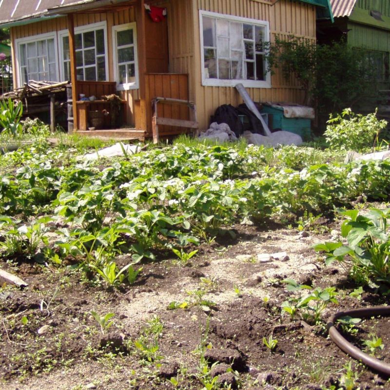 Садоводство: радость или обременение? Основные нюансы, о которых стоит знать