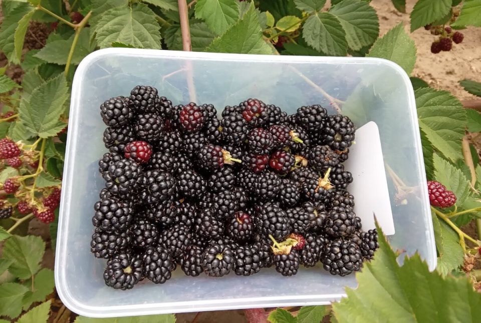 Как любимая ежевика-незнакомка радует урожаем каждый год