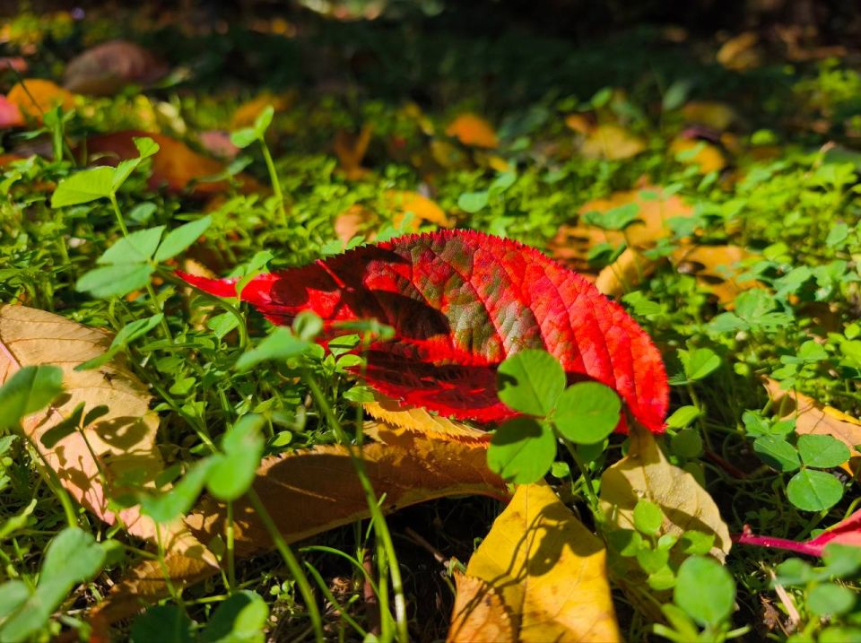 Сегодня в Адыгее ясно. Температура воздуха в равнинной части +7… +17 °C. Ветер 1-2 м/с