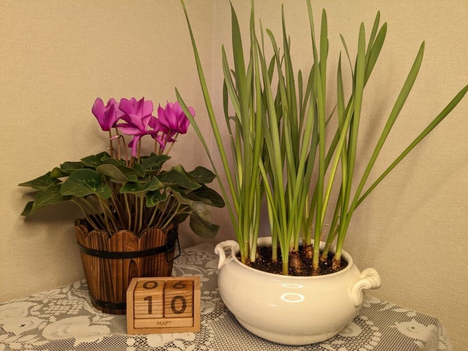Как продлить жизнь подаренным весенним луковичным цветам: идеи для ухода