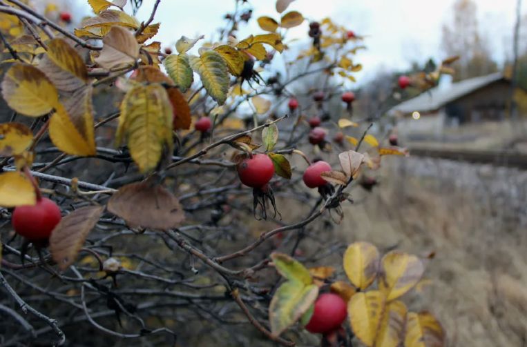 Как создать идеальный сад: практические советы для любителей зелени