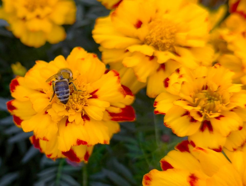Сегодня в Адыгее ясно, без осадков