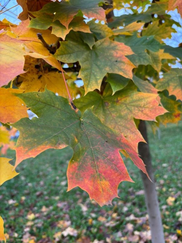 Погода в Майкопе на 28 ноября: