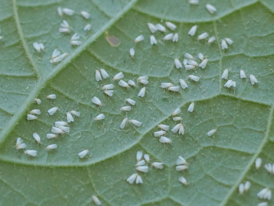 Как избавиться от белокрылки: эффективные способы и тонкости