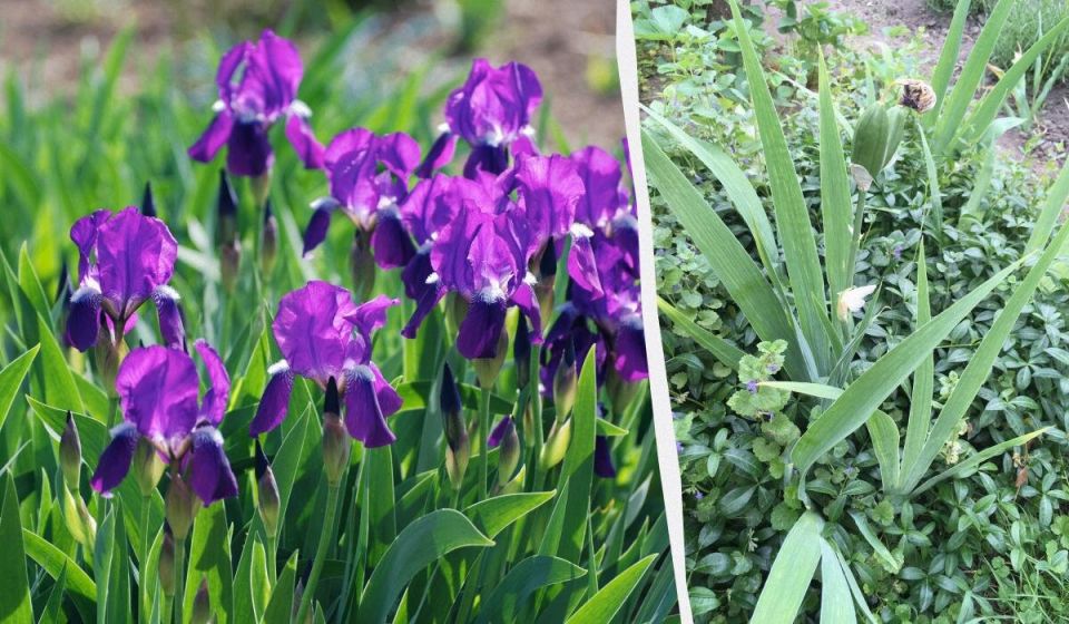 Тонкости ухода за ирисами после цветения