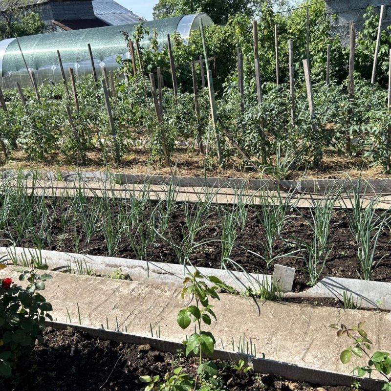 Ошибки осени: как неправильные действия в огороде могут повлиять на урожай весной