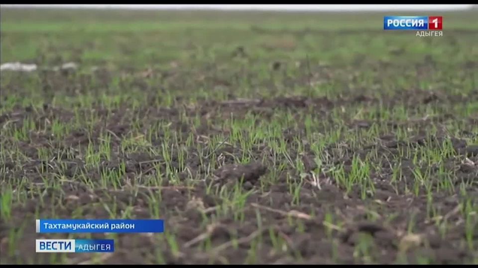 В Адыгее сроки сева озимых культур сдвинулись из-за погодных условий