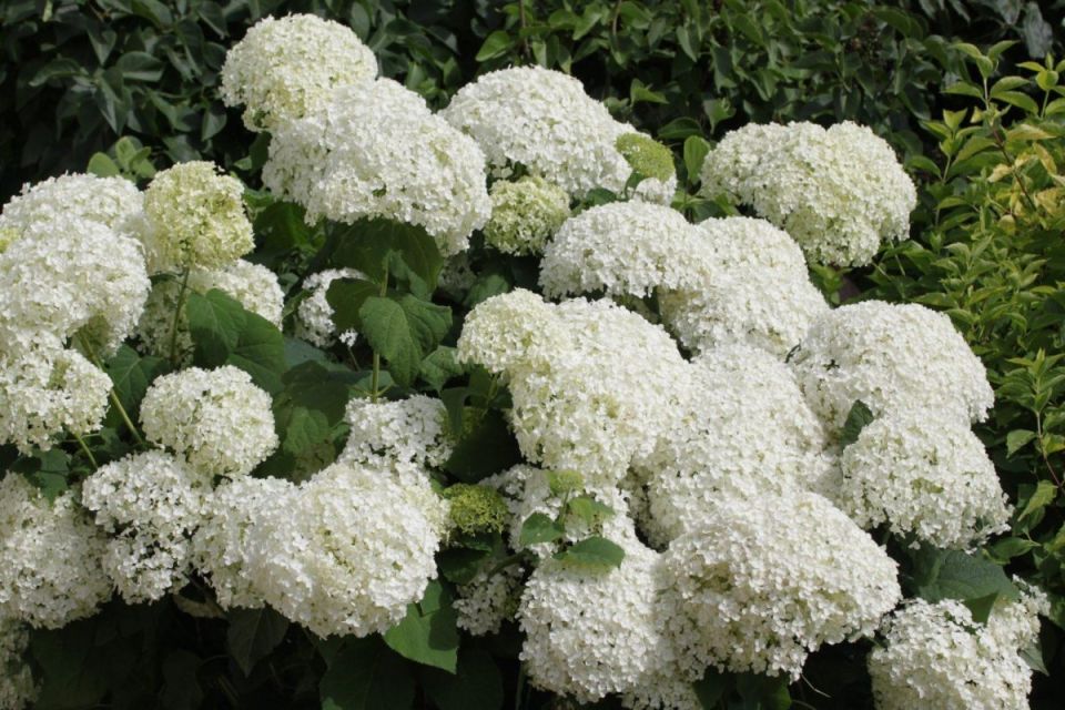 Гортензия древовидная: секреты успешного выращивания