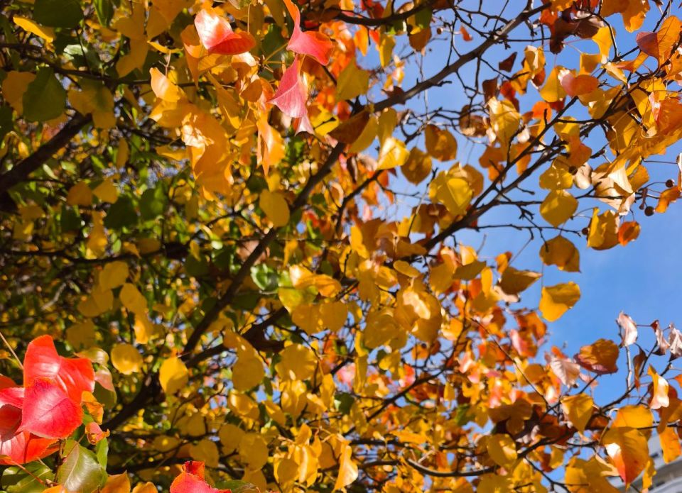 Сегодня в Адыгее ясно, без осадков