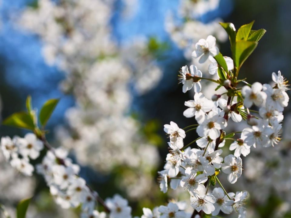 Почему деревья стоят без листьев в мае? Причины и советы садоводов