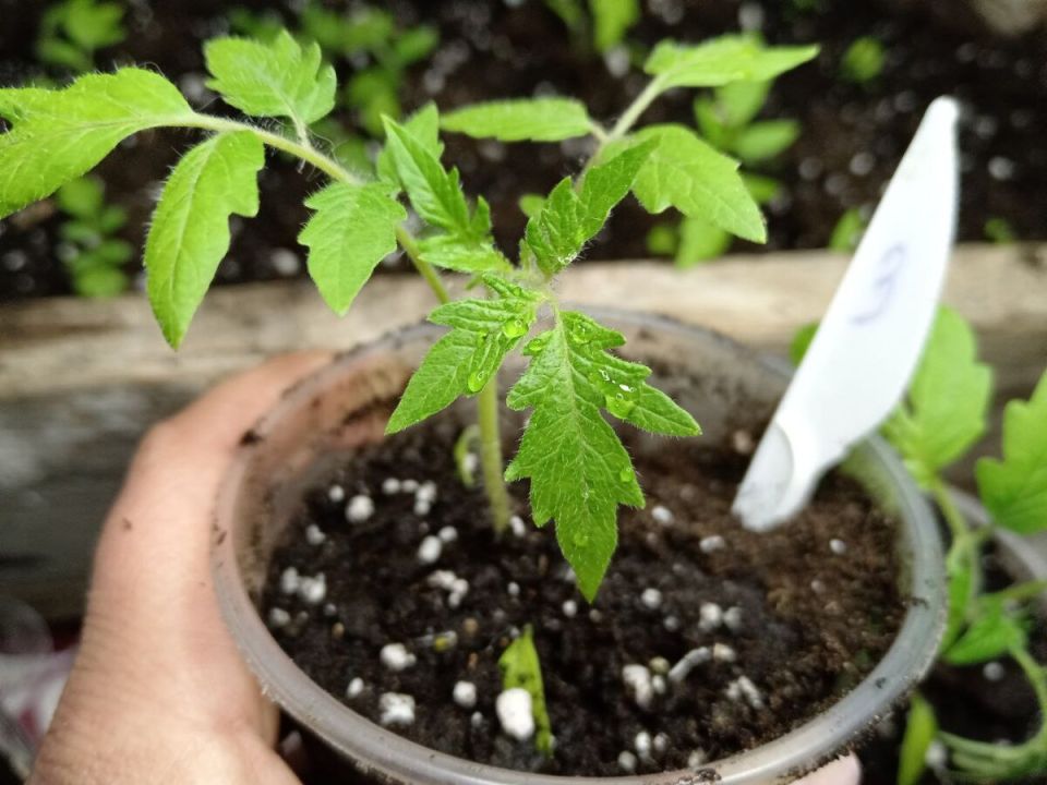 Как обеспечить крепкую рассаду томатов: секреты успешной подкормки