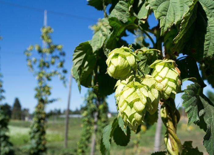 Почему хмель стремительно завоевывает дачные участки