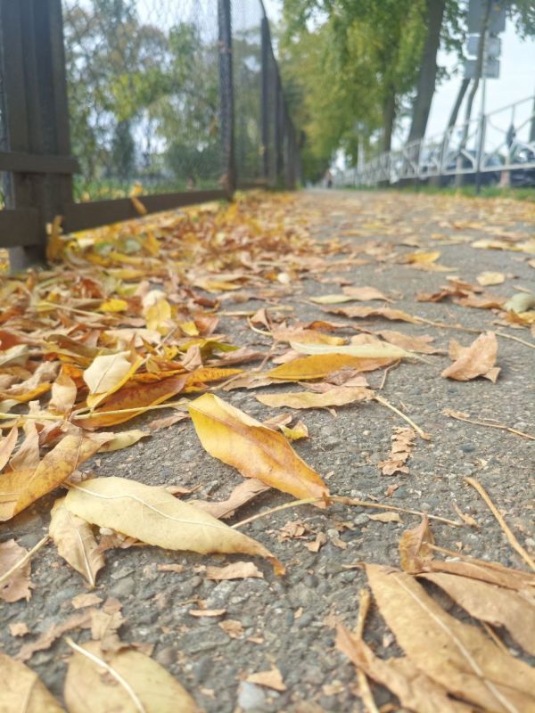 Погода в Майкопе на 29 ноября: