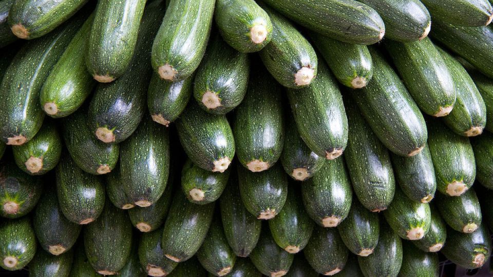 Секреты успешной посадки кабачков: советы для урожая мечты