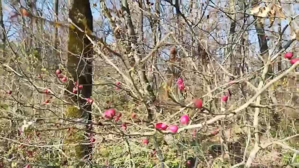 Следом за сиренью в Майкопе зацвел боярышник
