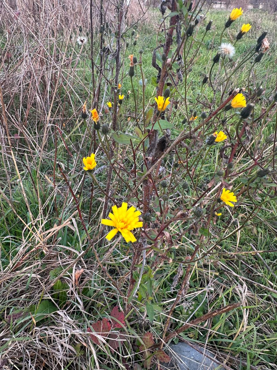 Осень в Адыгее финишировала тёплой погодой Осень в Адыгее финишировала тёплой погодой