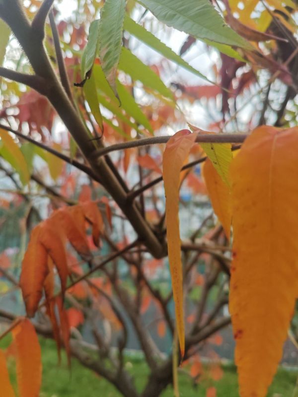 Погода в Майкопе на 30 ноября: