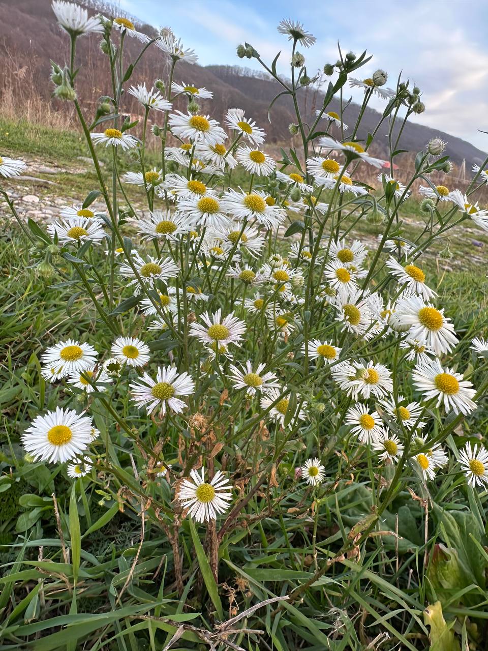 Осень в Адыгее финишировала тёплой погодой Осень в Адыгее финишировала тёплой погодой
