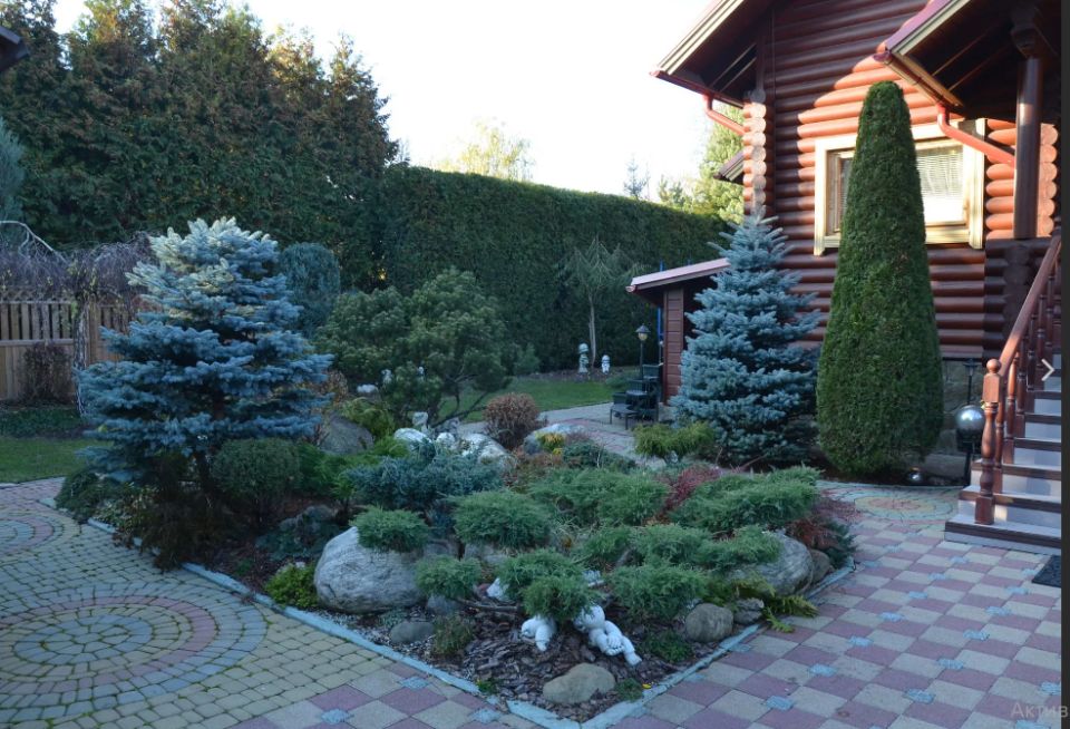 Как выбрать идеальные хвойные растения для вашего сада: советы и подводные камни