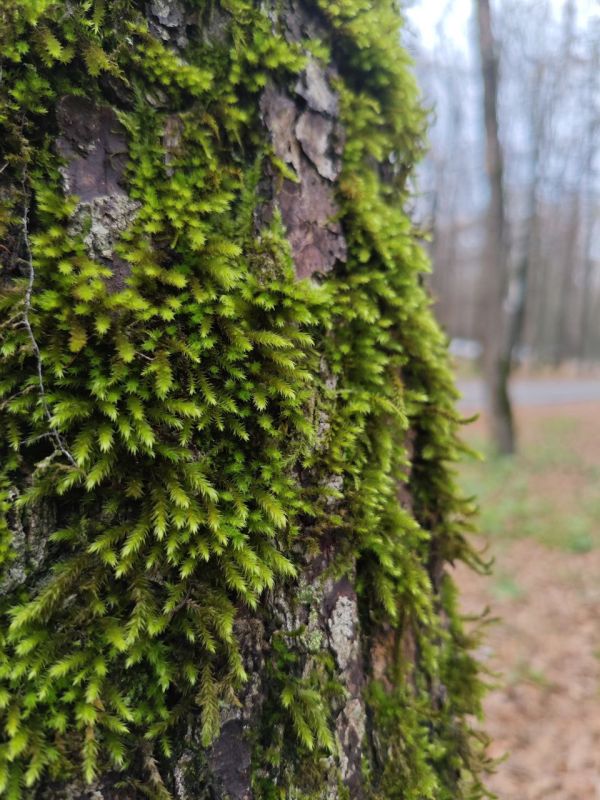 Погода в Майкопе на 1 декабря: