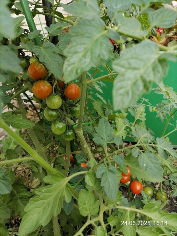 Фитофтора: Как защитить помидоры от грибкового нашествия в этом сезоне