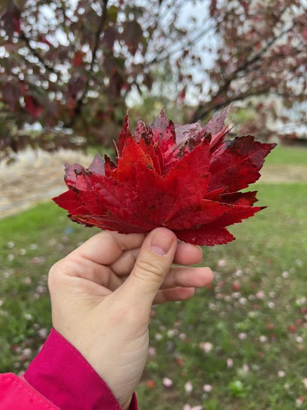 Сегодня в Адыгее возможен дождь