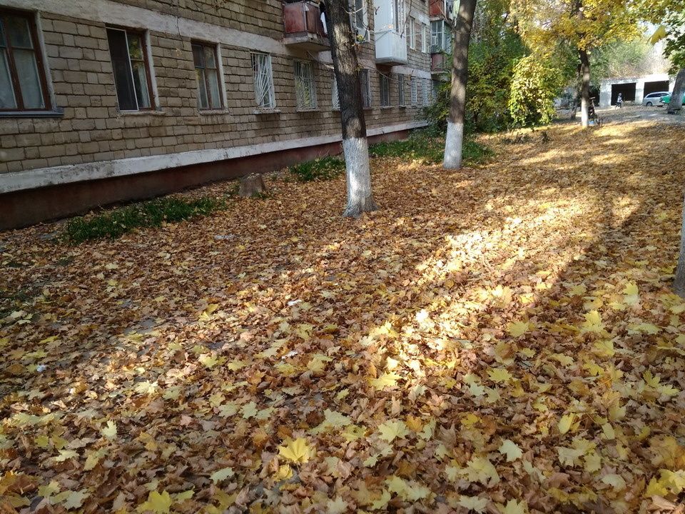 Штрафы за опавшую листву: как защитить свой двор от беспорядка