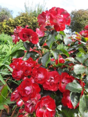    :   Patrick Poivre d'Arvor