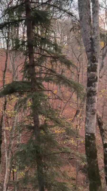 Доброе утро, Адыгея!. Сегодня в республике облачно, местами дождь