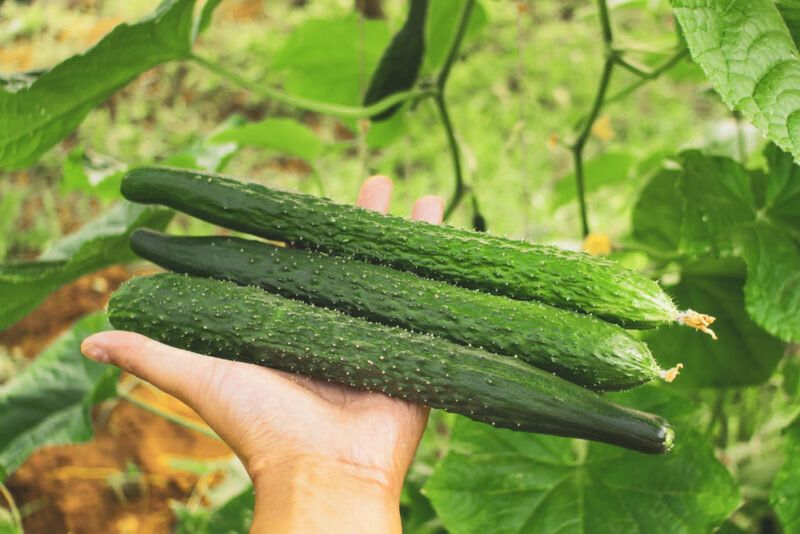 Китайские огурцы: уникальный овощ для вашего участка