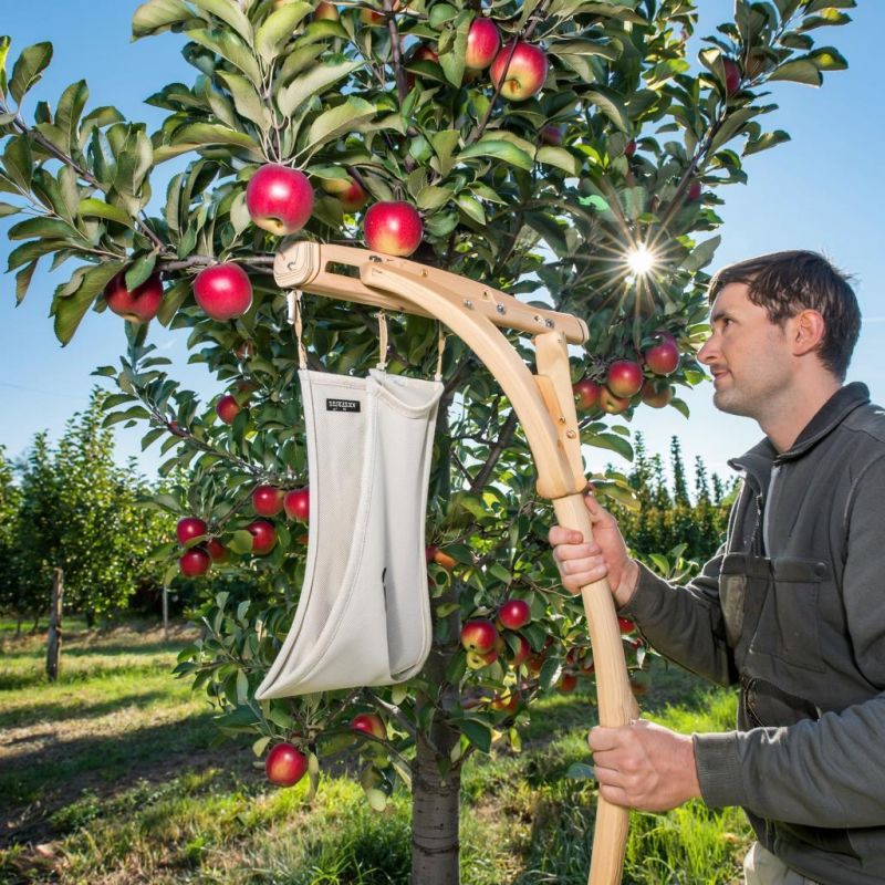 Как собирать яблоки с высоких деревьев: простое устройство без лестницы