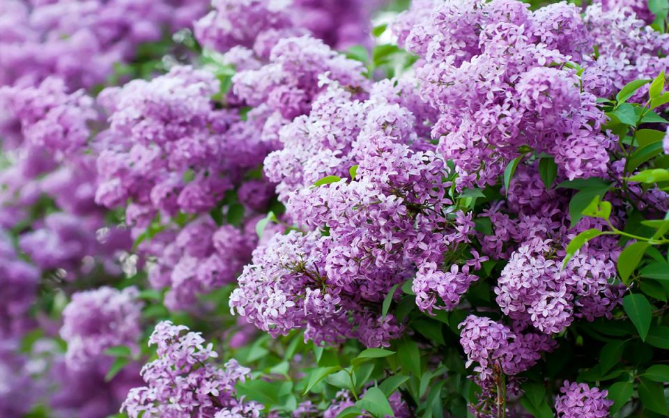 Секреты обрезки сирени: когда и как добиться пышного цветения