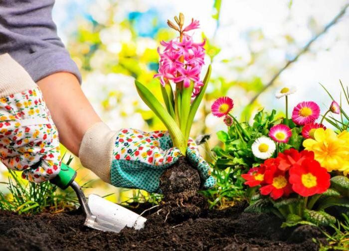 Летний вальс растений: что делать в саду в июле