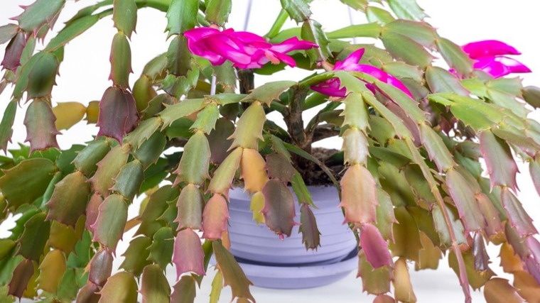 Красные сегменты декабриста: не стоит паниковать