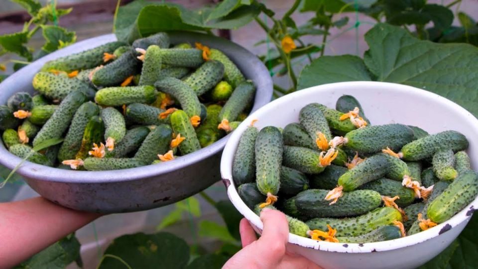 Как спасти огурцы летом: секреты для богатого урожая