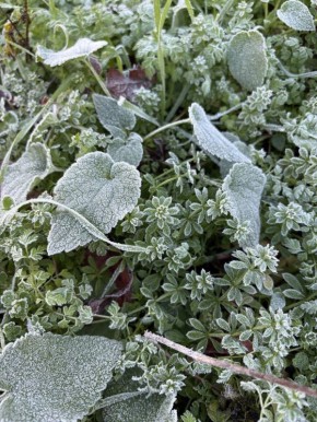 Декабрьский иней. Сергей Настенко