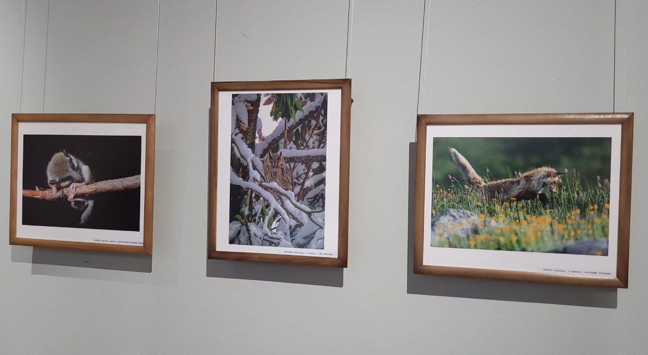 В Майкопе открылась фотовыставка «Мой любимый край» В Майкопе открылась фотовыставка «Мой любимый край»