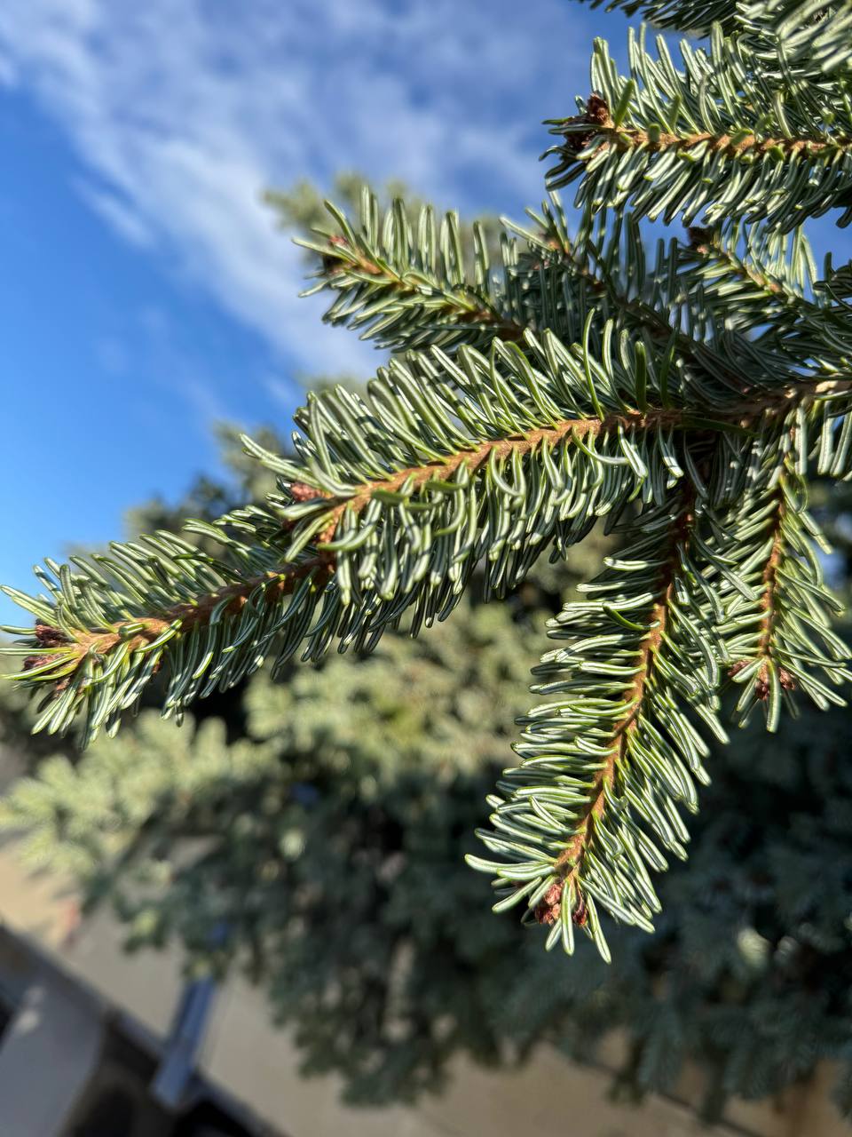 В эти минуты. В Адыгейск приехала главная ёлка города, живая красавица высотой в 14 метров В эти минуты. В Адыгейск приехала главная ёлка города, живая красавица высотой в 14 метров