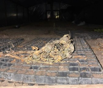 Сотрудники УНК изъяли у жителя Майкопа более килограмма частей наркосодежащего растения, используемого для изготовления марихуаны