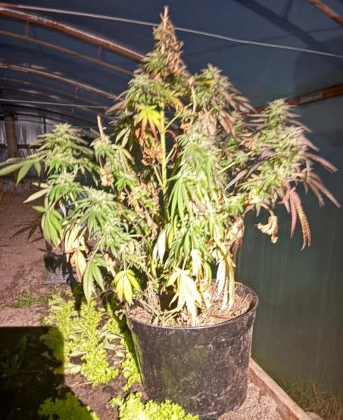 Сотрудники УНК изъяли у жителя Майкопа более килограмма частей наркосодежащего растения, используемого для изготовления марихуаны Сотрудники УНК изъяли у жителя Майкопа более килограмма частей наркосодежащего растения, используемого для изготовления марихуаны