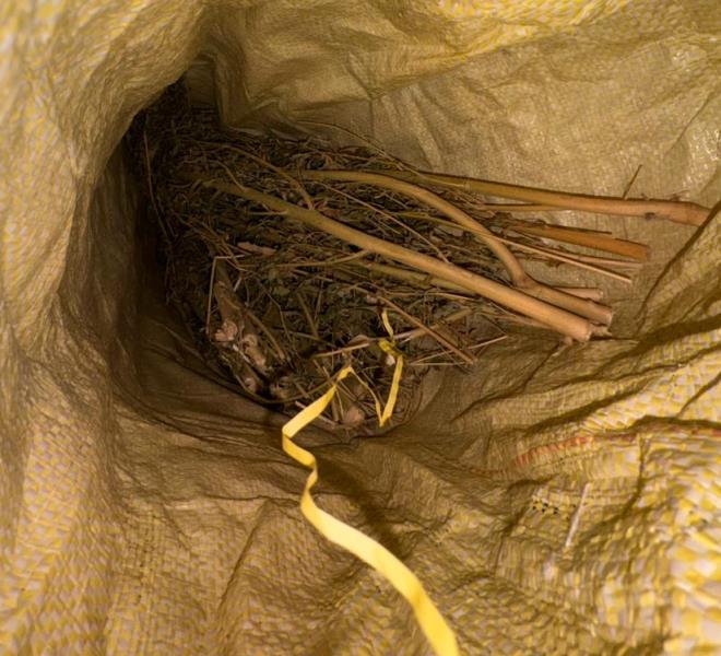 Сотрудники УНК изъяли у жителя Майкопа более килограмма частей наркосодежащего растения, используемого для изготовления марихуаны Сотрудники УНК изъяли у жителя Майкопа более килограмма частей наркосодежащего растения, используемого для изготовления марихуаны