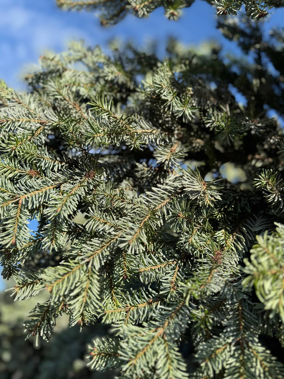 В эти минуты. В Адыгейск приехала главная ёлка города, живая красавица высотой в 14 метров В эти минуты. В Адыгейск приехала главная ёлка города, живая красавица высотой в 14 метров