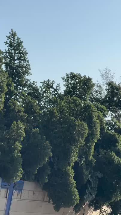 В эти минуты. В Адыгейск приехала главная ёлка города, живая красавица высотой в 14 метров