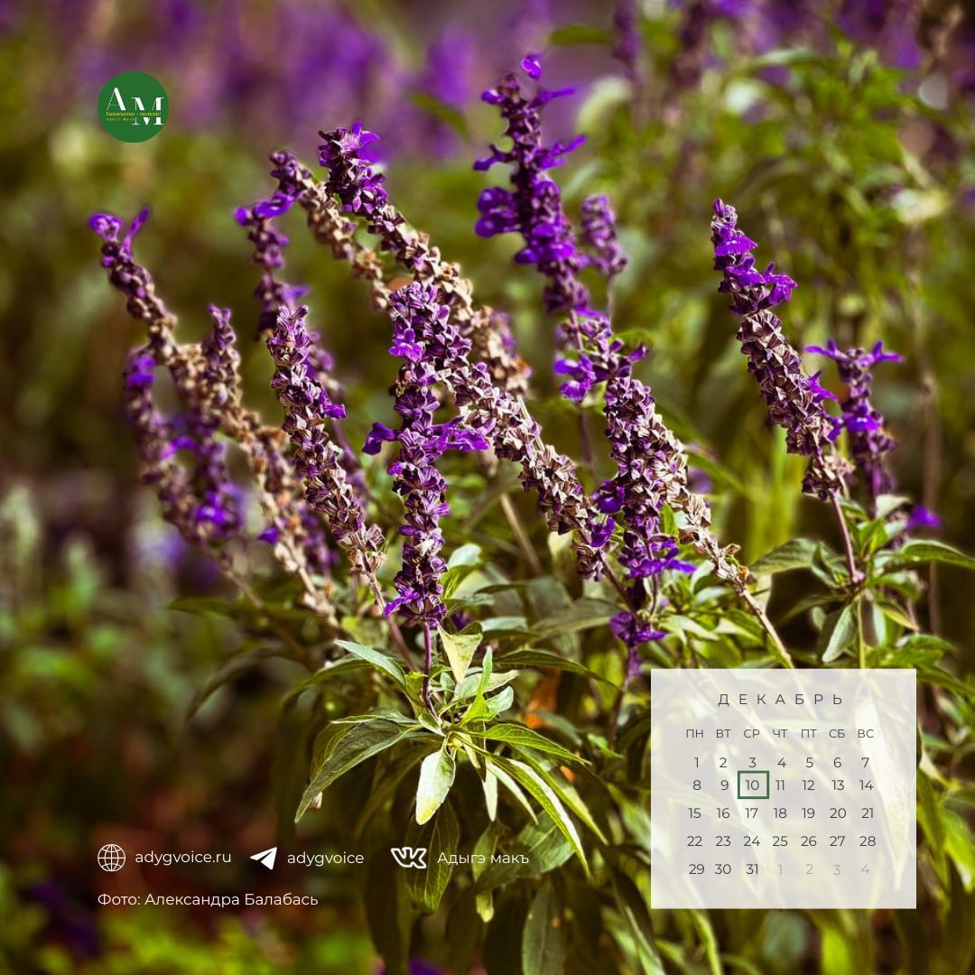 Доброе утро!. 10 декабря в Адыгее переменная облачность