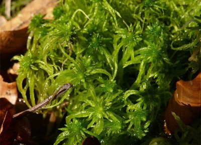 Сфагнум: секреты болотного мха