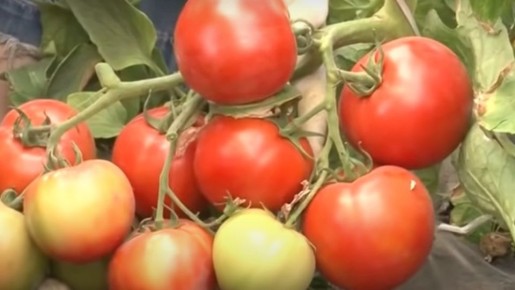 Прометей огорода: секреты выбора раннеспелых томатов для активных садоводов