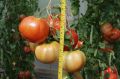 Пять сортов помидоров, которые вдохновили дачников на новые покупки