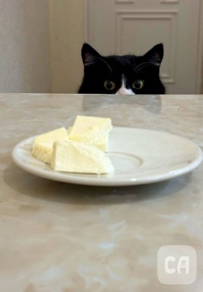 Все любят адыгейский сыр. Сергей Настенко/Советская Адыгея